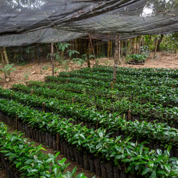Plántulas creciendo en un vivero comunitario para la restauración y producción agroforestal.