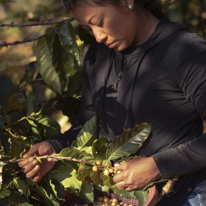 Productora recolectando cerezas de café maduras directamente de la planta.