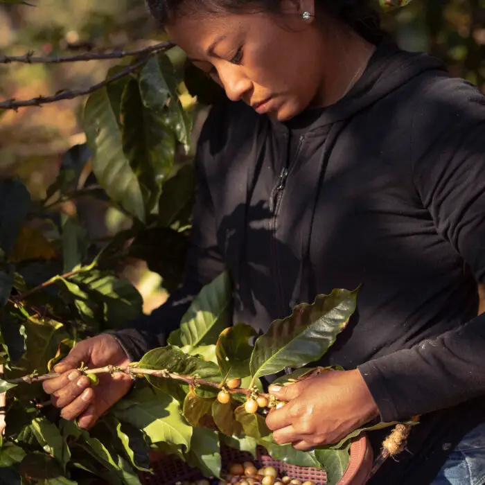 Productora recolectando cerezas de café maduras directamente de la planta.
