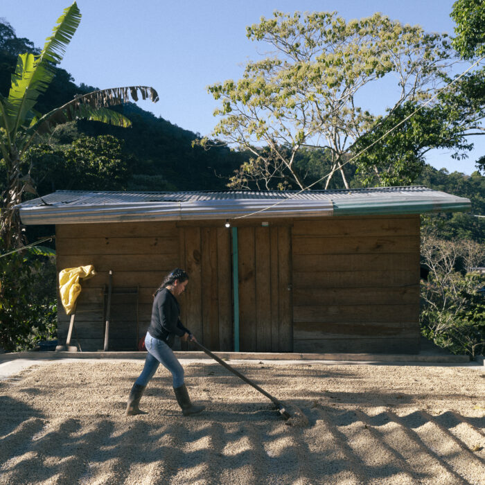 Productora extendiendo granos de café para su secado al sol frente a un beneficio rural.