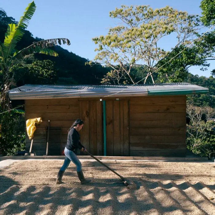 Productora extendiendo granos de café para su secado al sol frente a un beneficio rural.